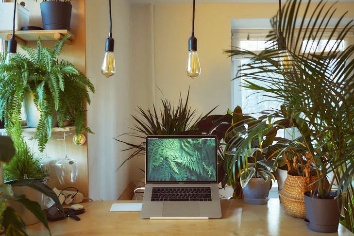 desk with lots of plants and laptop on it